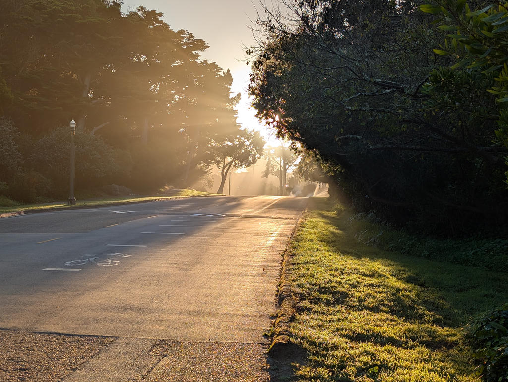 Morning golden hour in Golden Gate Park